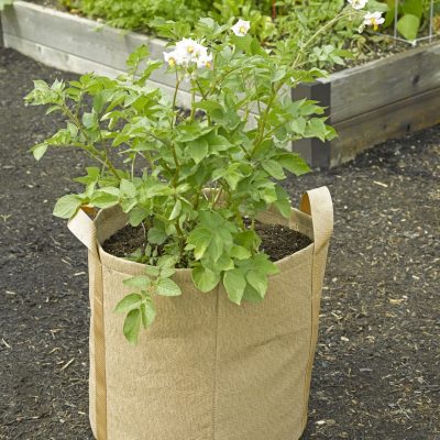 grow bag